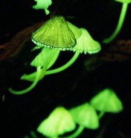 magicmushrooms